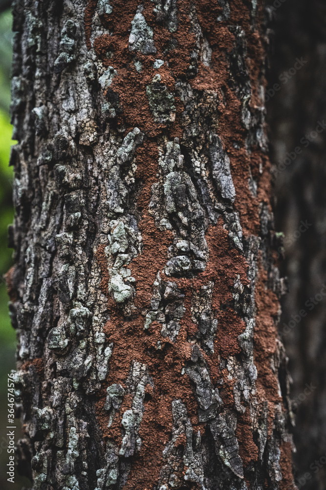 Obraz premium tree bark texture
