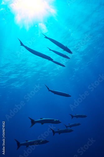 Flock of barracuda