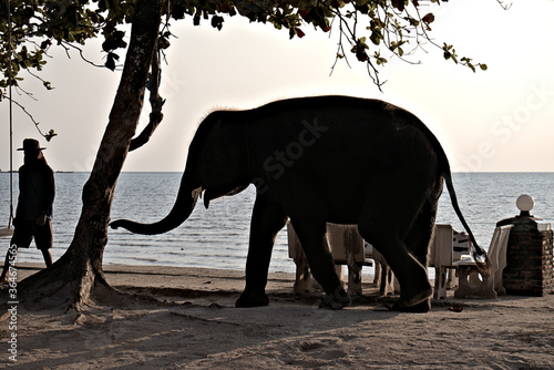 An elephant calf posing for a photograph at the beach on a tropical island 