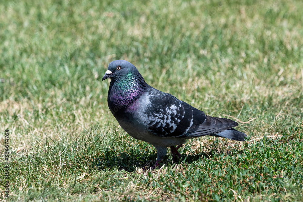 Obraz premium Pigeon. Dove. Beautiful pigeon close up. City birds.
