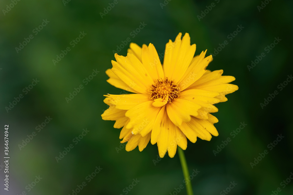Close up of Tickseed Sonnenkind (Coreopsis grandiflora) Close up of Tickseed Sonnenkind (Coreopsis grandiflora)