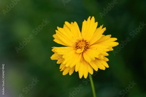 Close up of Tickseed Sonnenkind  Coreopsis grandiflora 