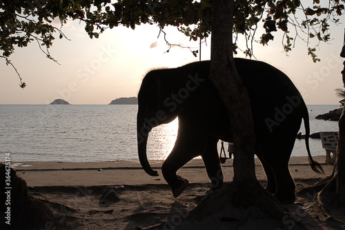 Baby elephant with the sun behind him at a tropical beach