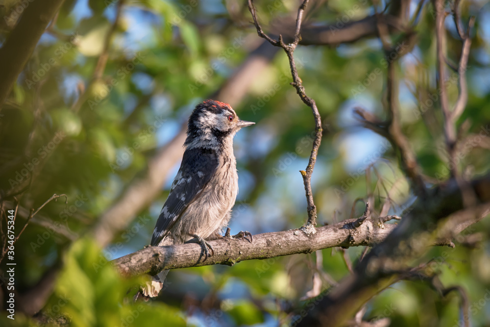 Single Lesser Spotted Woodpecker sitting on tree branch Single Lesser Spotted Woodpecker sitting on tree branch