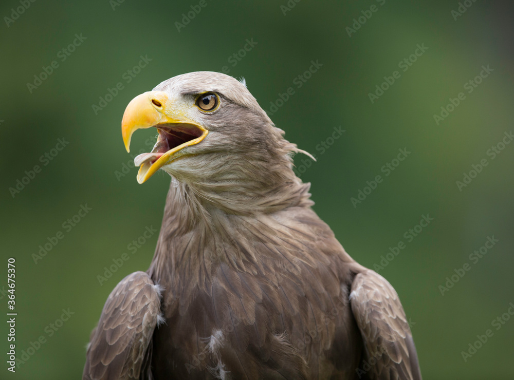 Obraz premium bird of prey