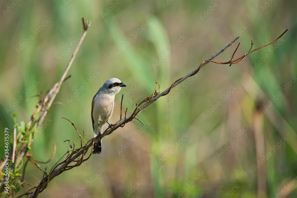Beautiful Red-backed shrike, wild bird sits on a twig Beautiful Red-backed shrike, wild bird sits on a twig