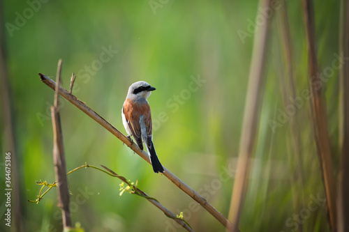 Beautiful Red-backed shrike, wild bird sits on a reed
