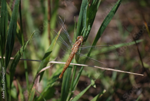 Dragonfly on the grass © Iftikhar