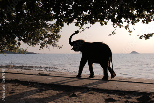 An elephant calf taking a casual stroll along a tropical beach