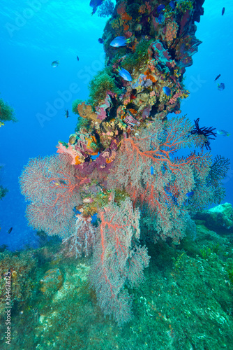 Fototapeta Naklejka Na Ścianę i Meble -  Wreck and soft corals