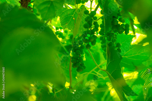 Vine with grapes cultivated in a garden in bright sunlight in summer