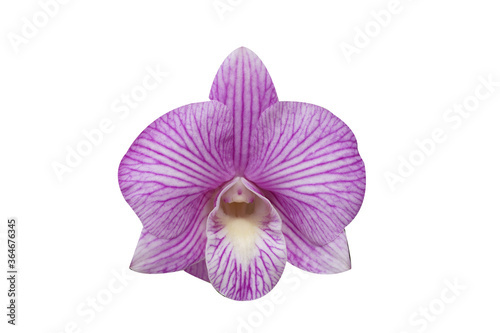 Beautiful orchid flower with isolated on white background. 
