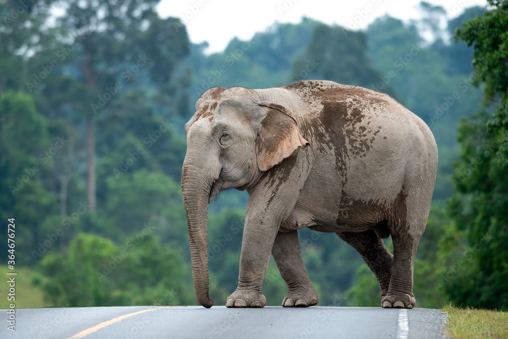 Obraz premium Female Asian wild elephant in the national park
