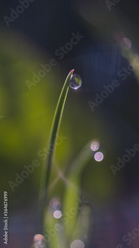 water drop on a blade of grass