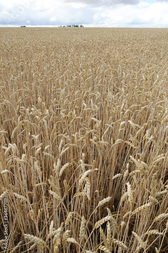 Champ de blé cultivé