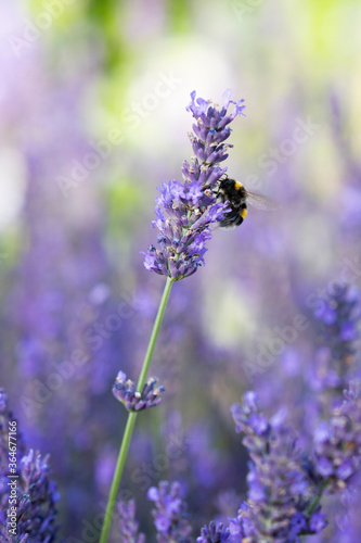 A bumblebee sits on lavender blossom