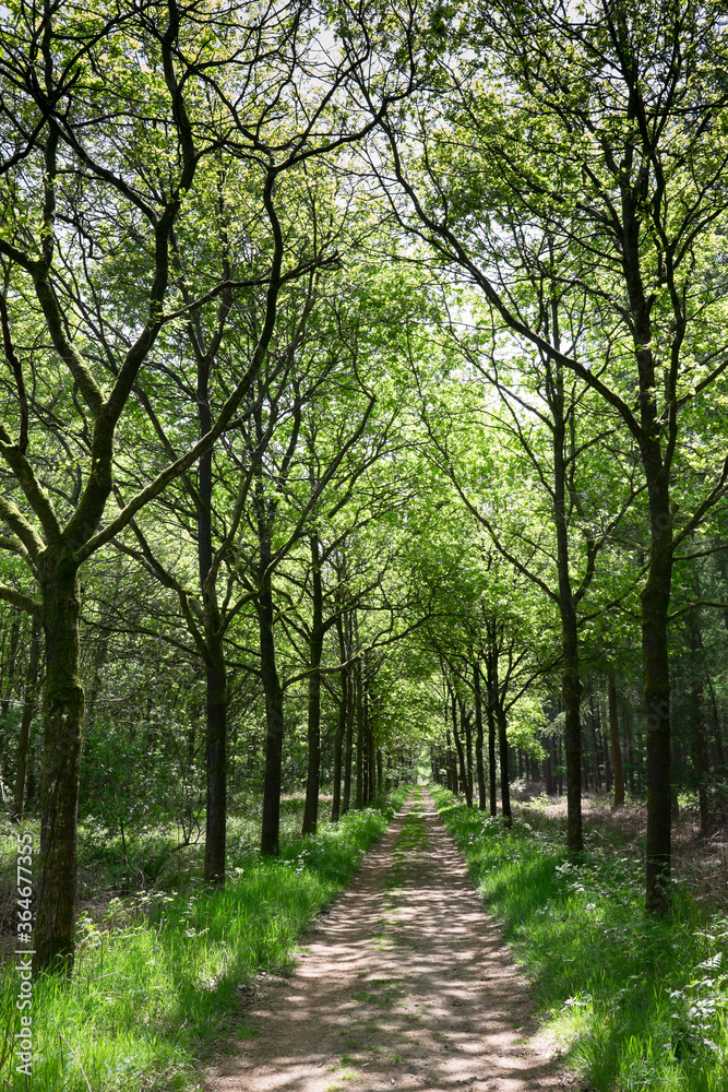 Walking path in a fresh green forest in spring. Walking path in woods. Vertical image Walking path in a fresh green forest in spring. Walking path in woods. Vertical image