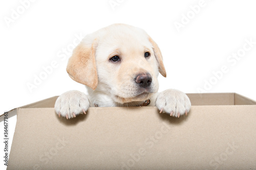 Adorable Labrador puppy in a cardboard box isolated on white background
