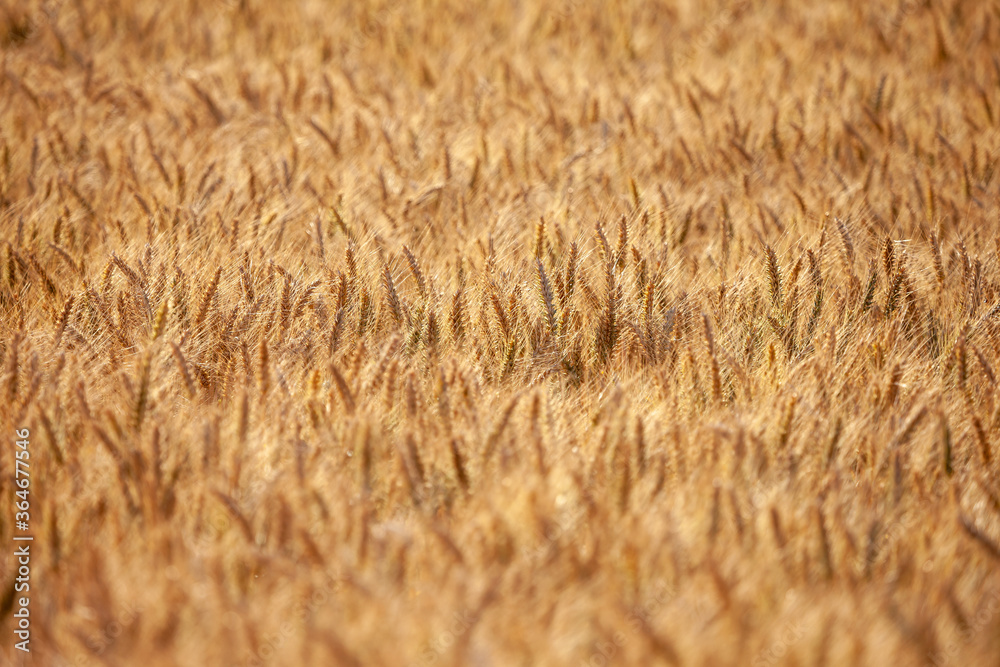 It's harvesting time! This barley is ripe and ready to be harvested. Glowing golden with the sun illuminating the ears. It's harvesting time! This barley is ripe and ready to be harvested. Glowing golden with the sun illuminating the ears.