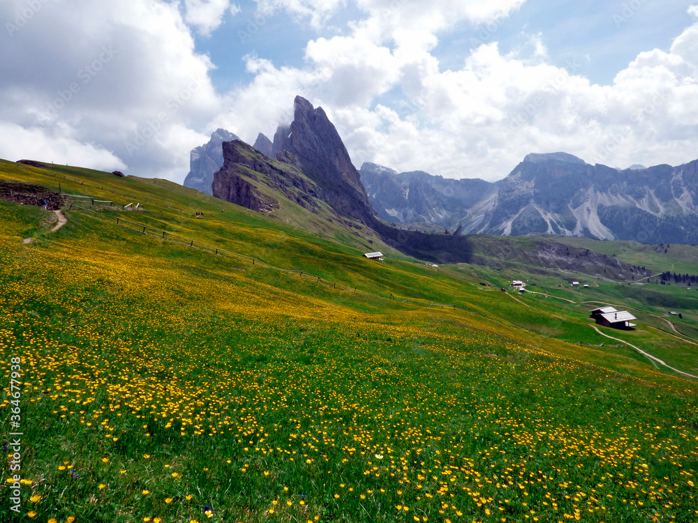 Ortisei, panorama of the green valley of the Odle massif, in the foreground the pastures and meadows with yellow flowers