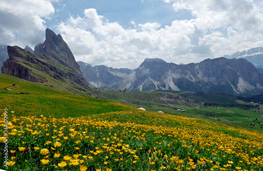 Ortisei, panorama of the green valley of the Odle massif, in the foreground the pastures and meadows with yellow flowers