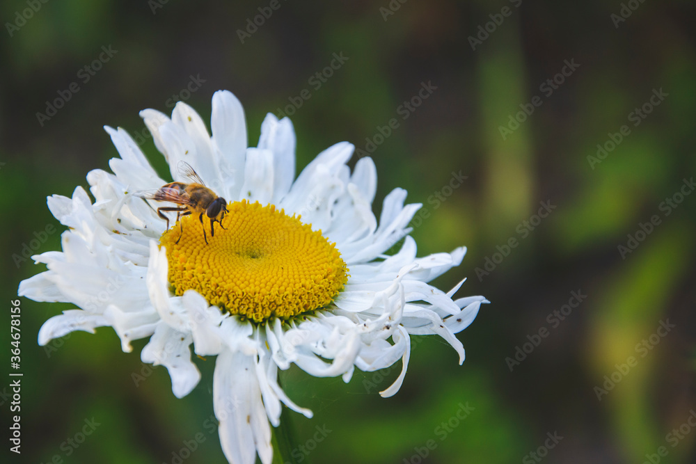 Fototapeta premium Close up picture of white camomile with yellow middle and bee on the top. Herb on green background in the garden. Macro photo of flower with animal. Copy space for text and greeting card concept.