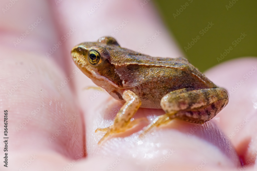 slippery frog in a pond in nature slippery frog in a pond in nature
