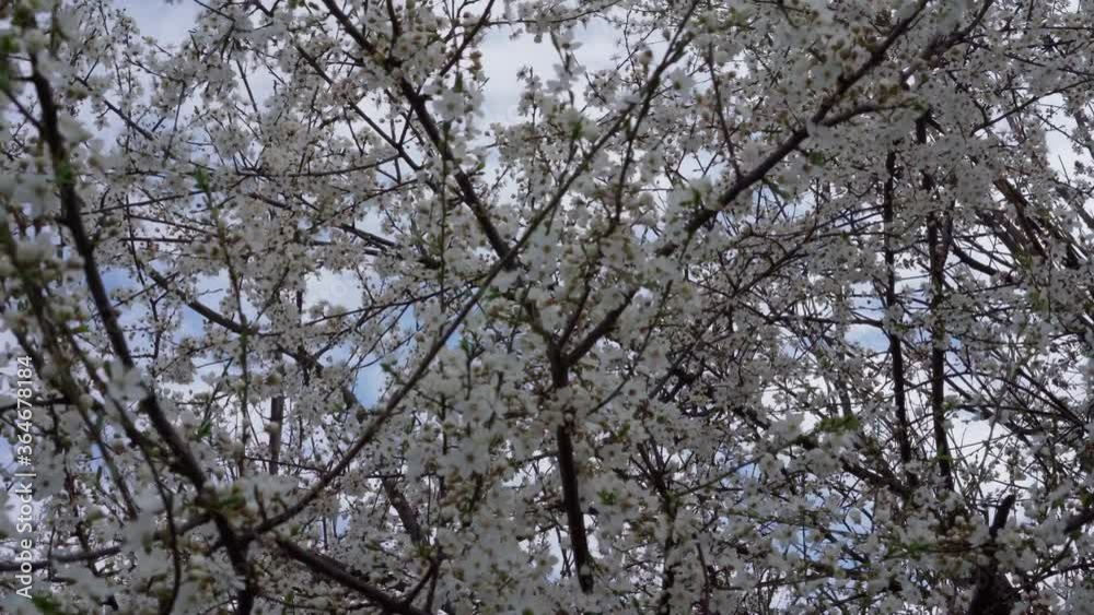 The branches of a flowering tree sway from the wind The branches of a flowering tree sway from the wind