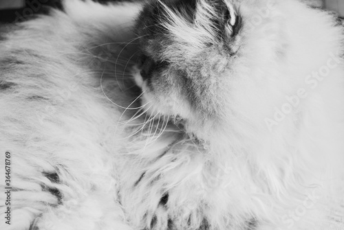 Fototapeta Naklejka Na Ścianę i Meble -  The Himalayan Persian cat portrait photos