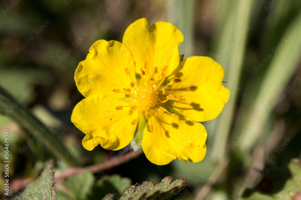 fleur sauvage Jaune poussant au ras du sol fleur sauvage Jaune poussant au ras du sol