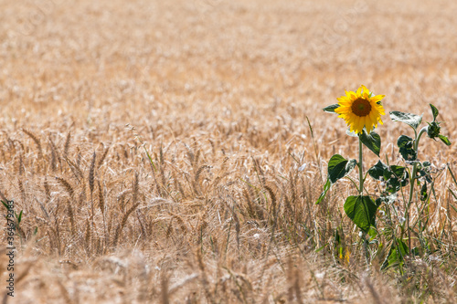 Un tournesol perdu dans un champ de blé dans la région du Loiret en France