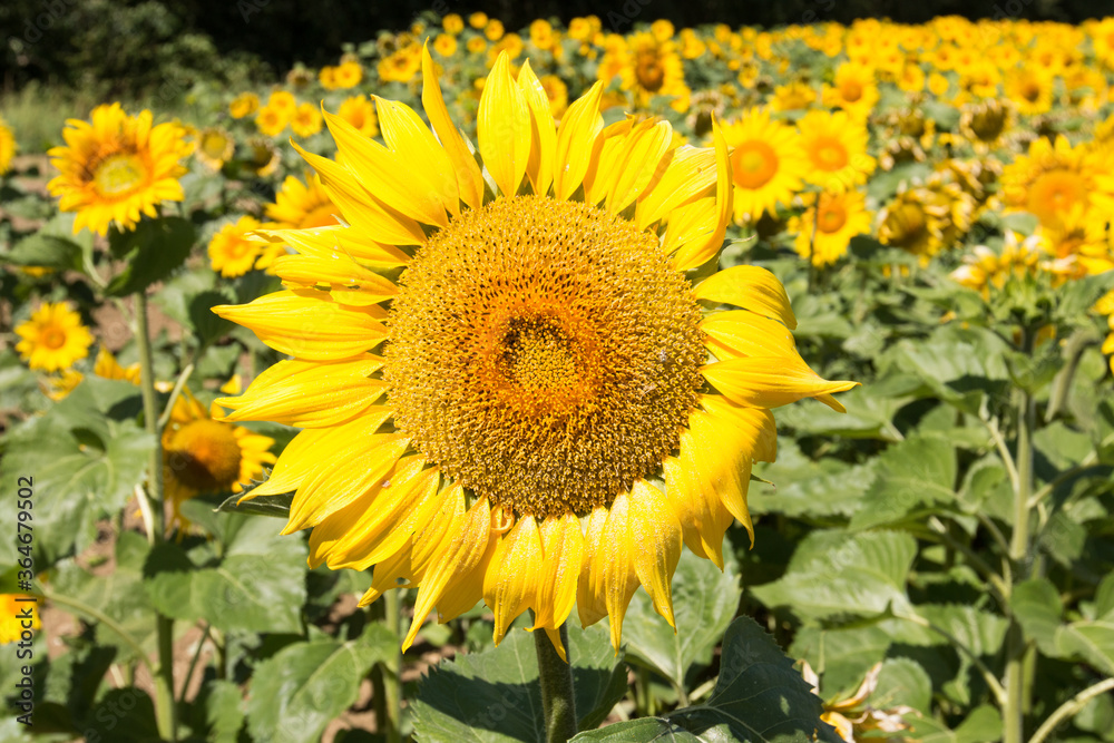 Tournesol ensoleillé dans la région du Loiret en France