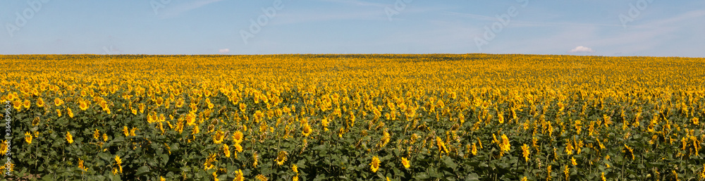 Champ de tournesol ensoleillé dans la région du Loiret en France