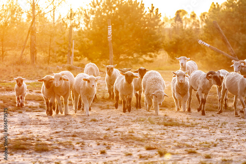 A herd of young trimmed sheep lambs run to the camera in the sun. Against the background of grass and trees. Horizontal orientation. 