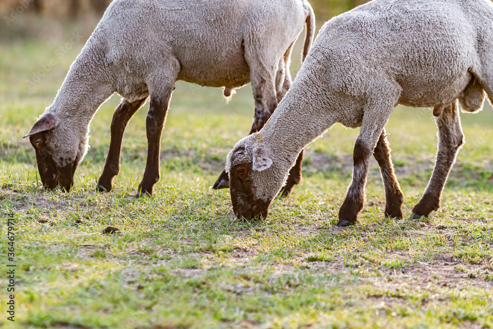Young trimmed lambs sheep graze in the meadow on a sunny evening. Horizontal orientation. Young trimmed lambs sheep graze in the meadow on a sunny evening. Horizontal orientation.