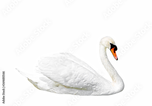 beautiful white swan isolated