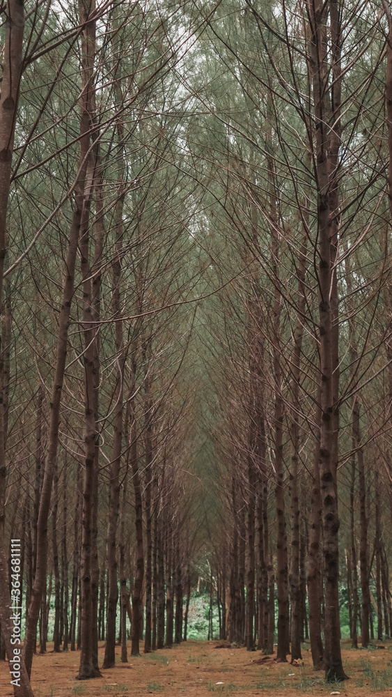 Obraz premium Photo of Pine forests