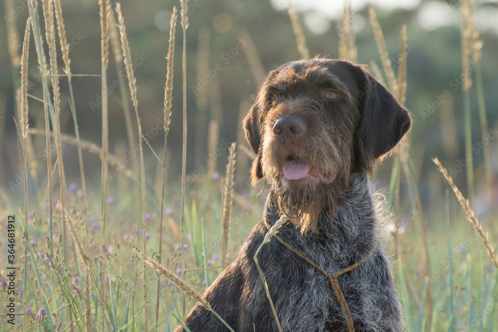 Portrait of old wirehaired pointing griffon. Wirehaired griffon on the partridge hunt. - obrazy, fototapety, plakaty 