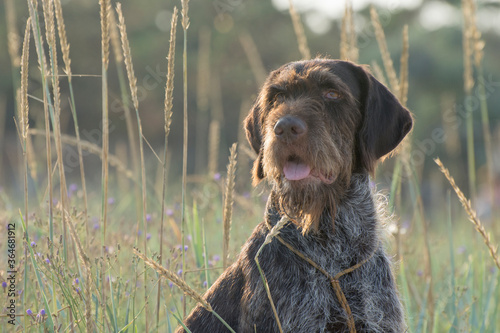 Portrait of old wirehaired pointing griffon. Wirehaired griffon on the partridge hunt. photo