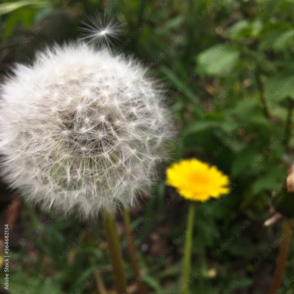 white and yellow dandelion on a green background white and yellow dandelion on a green background