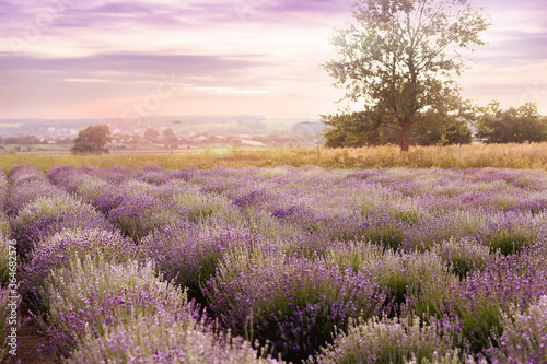Beautiful lavender field on the background of a sunset lilac sunset. A tree in a lavender field at sunset. Agriculture and plant growing. The concept of summer and environmental products from