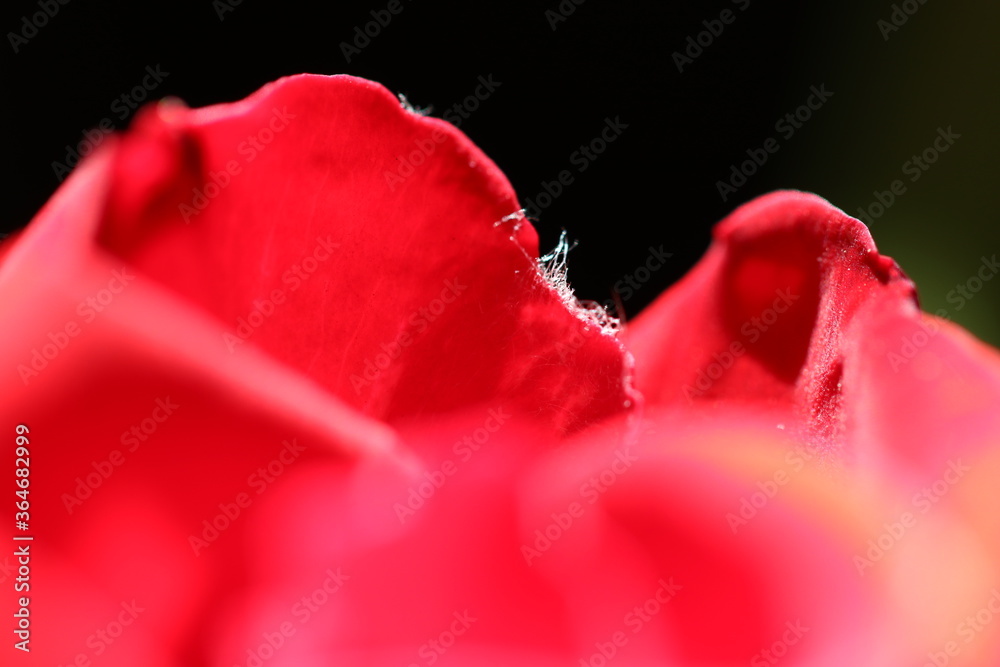 red rose macro photos