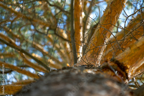 pine, pine forest, lat. Pínus, trunk, bark, bottom to top, close-up