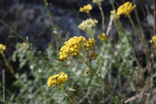 Helichrysum cymosum plant with yellow flowers