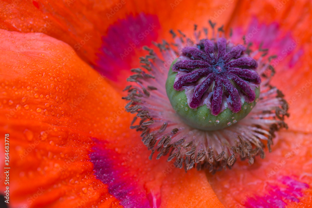 Close Up shot of a large red poppy flower. Close Up shot of a large red poppy flower.