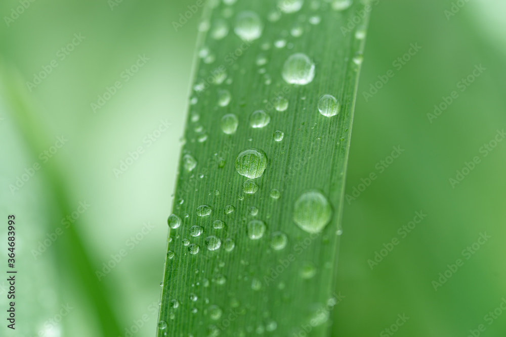 雨の日 雨に濡れた葉っぱ 雨の日 雨に濡れた葉っぱ