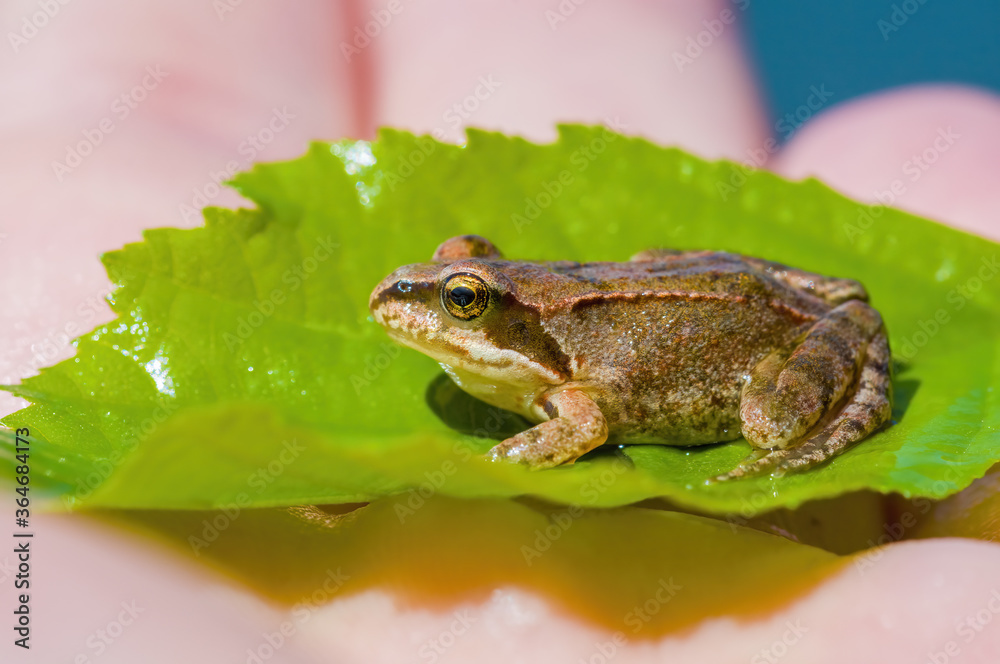 slippery frog in a pond in nature slippery frog in a pond in nature