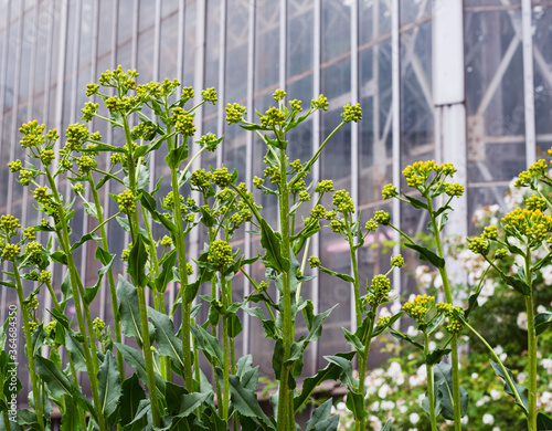 green Weida bushes dyeing with closed buds photo