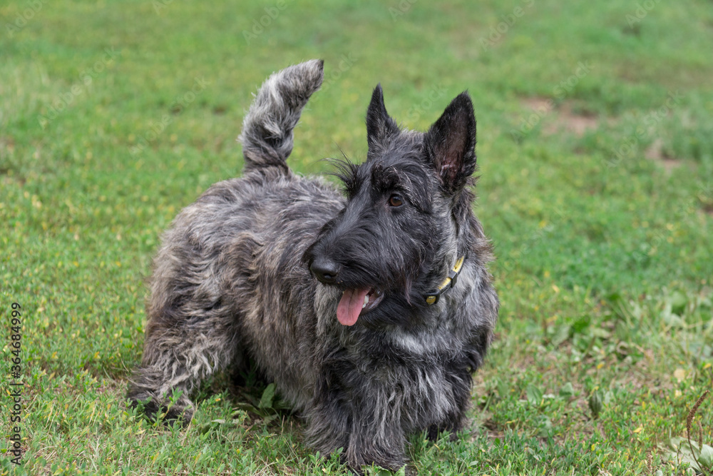 Cute scottish terrier puppy is standing on a green grass in the summer park. Pet animals. Cute scottish terrier puppy is standing on a green grass in the summer park. Pet animals.