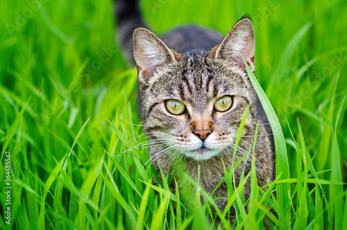 Young tabby cat on green grass. Animal life on a natural green background. Close-up.